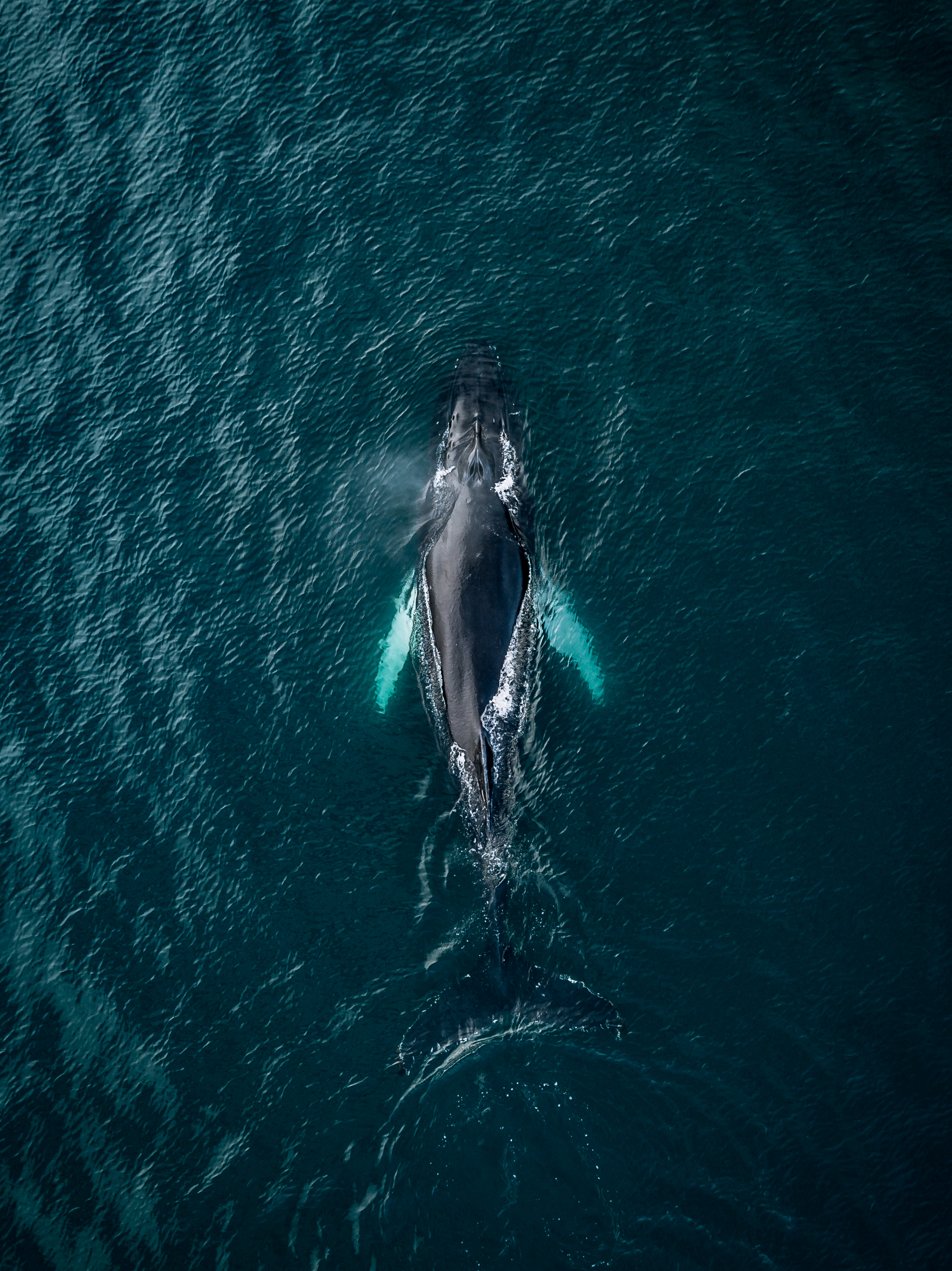 043 A whale is the answer to everything