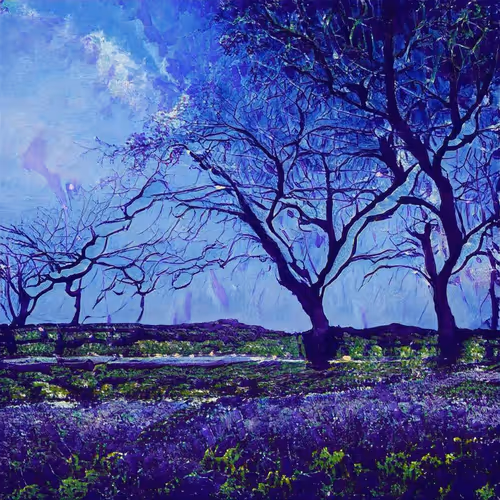 lavender fields