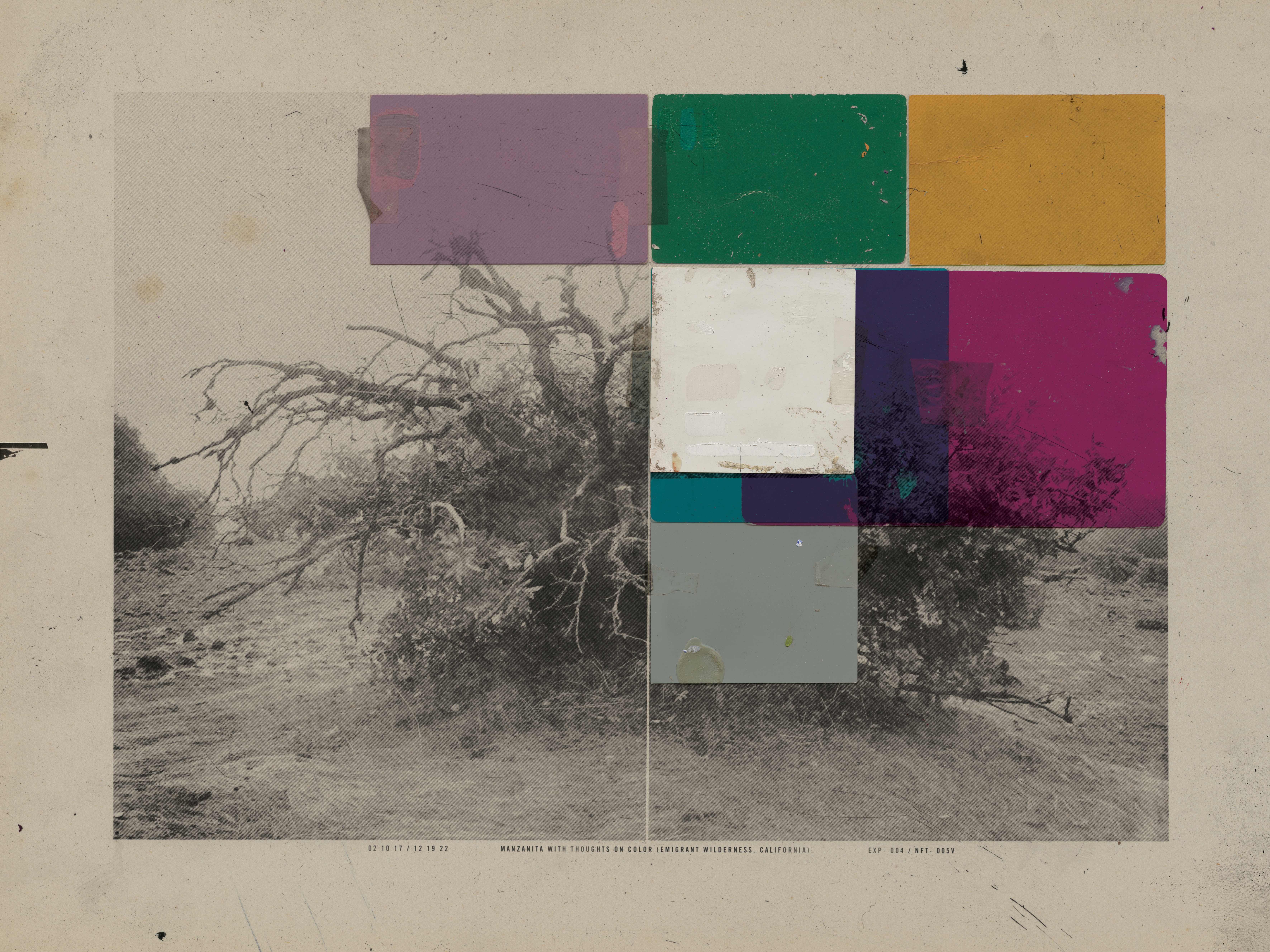 Manzanita With Thoughts On Color #14