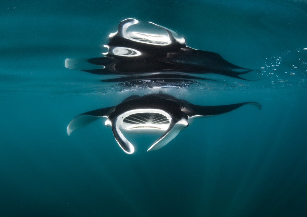 Manta Mirror