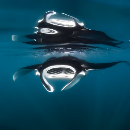 Manta Mirror
