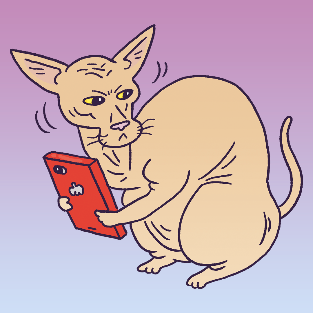 Peterbald #1675