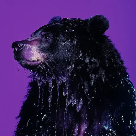 bear #554