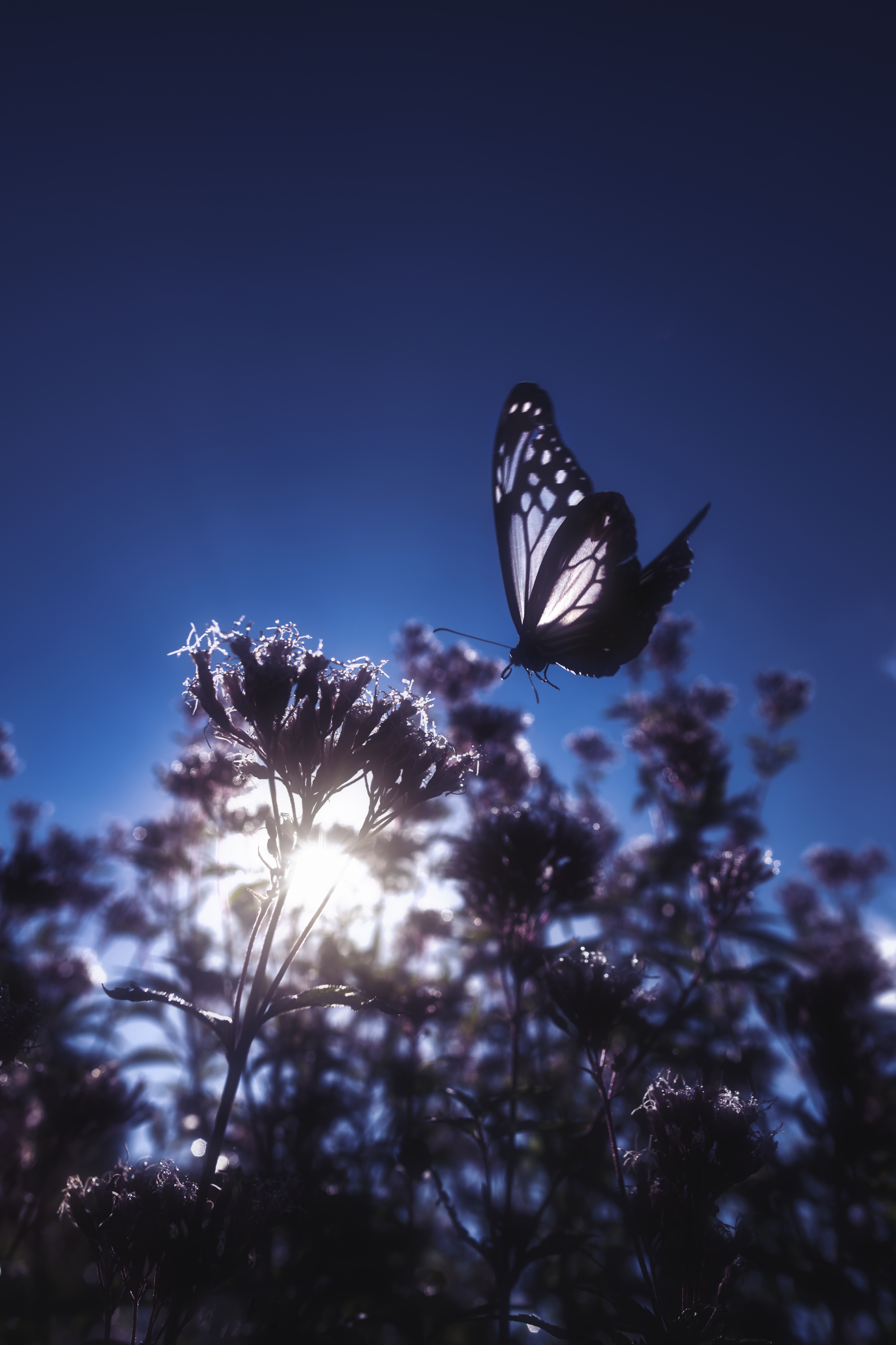 Daydream