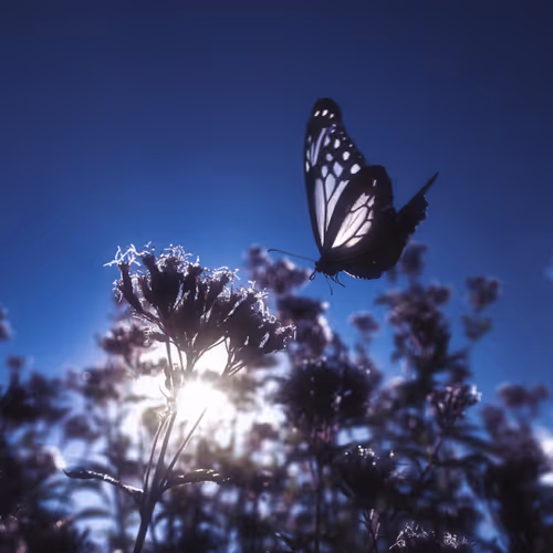 Daydream
