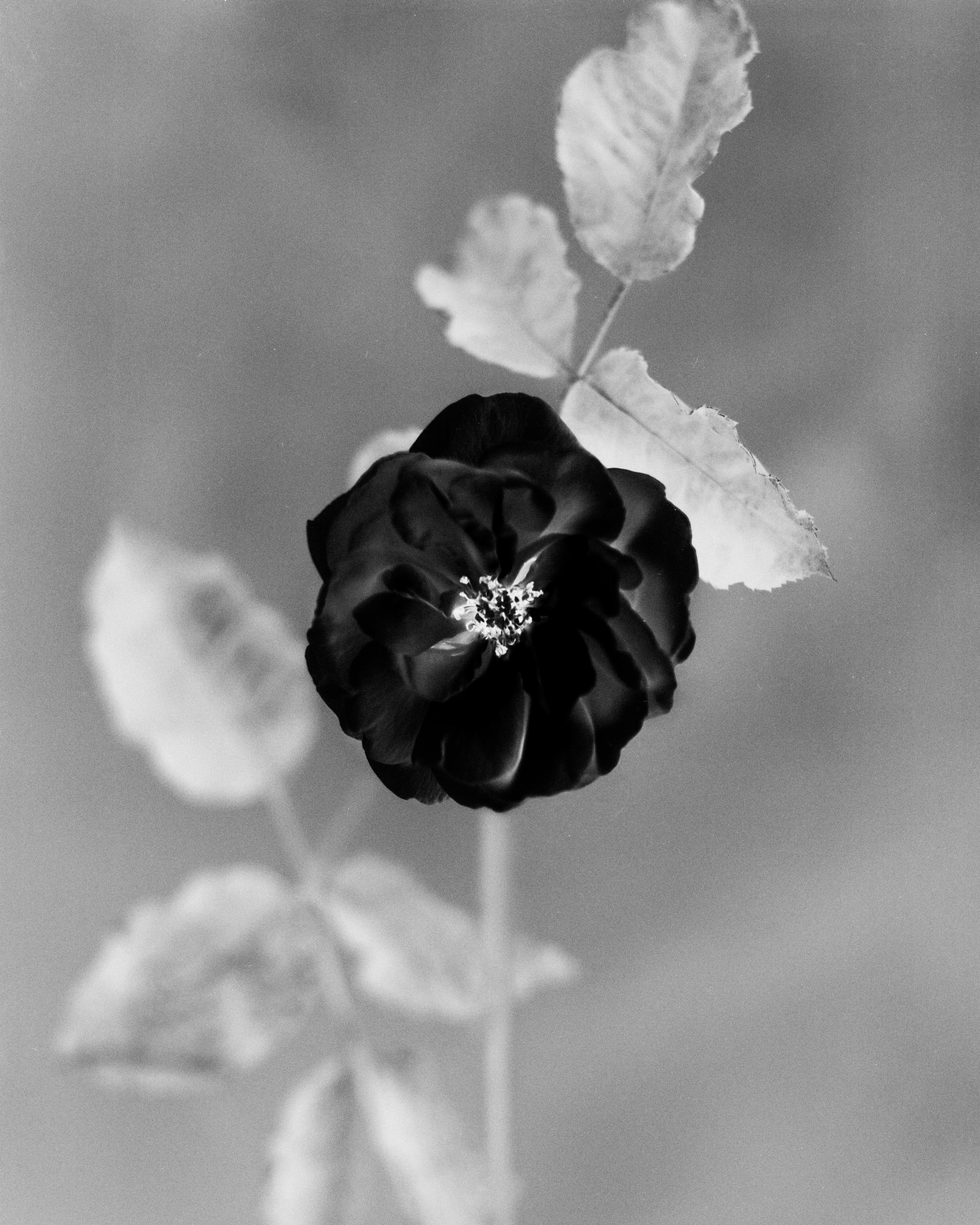 Anthos #17 - Dog Rose