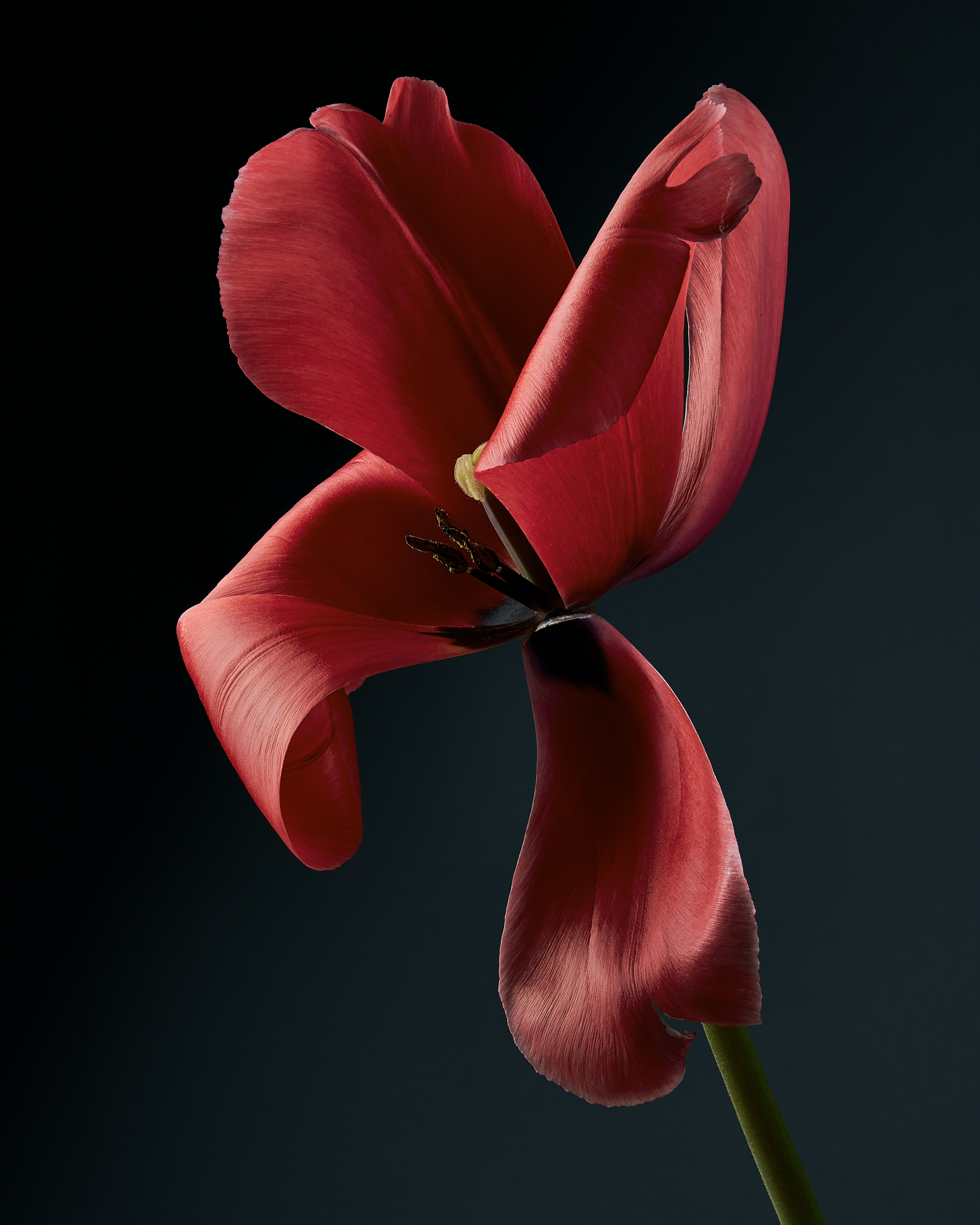 Liliales - Tulip, Hollandia #5/14