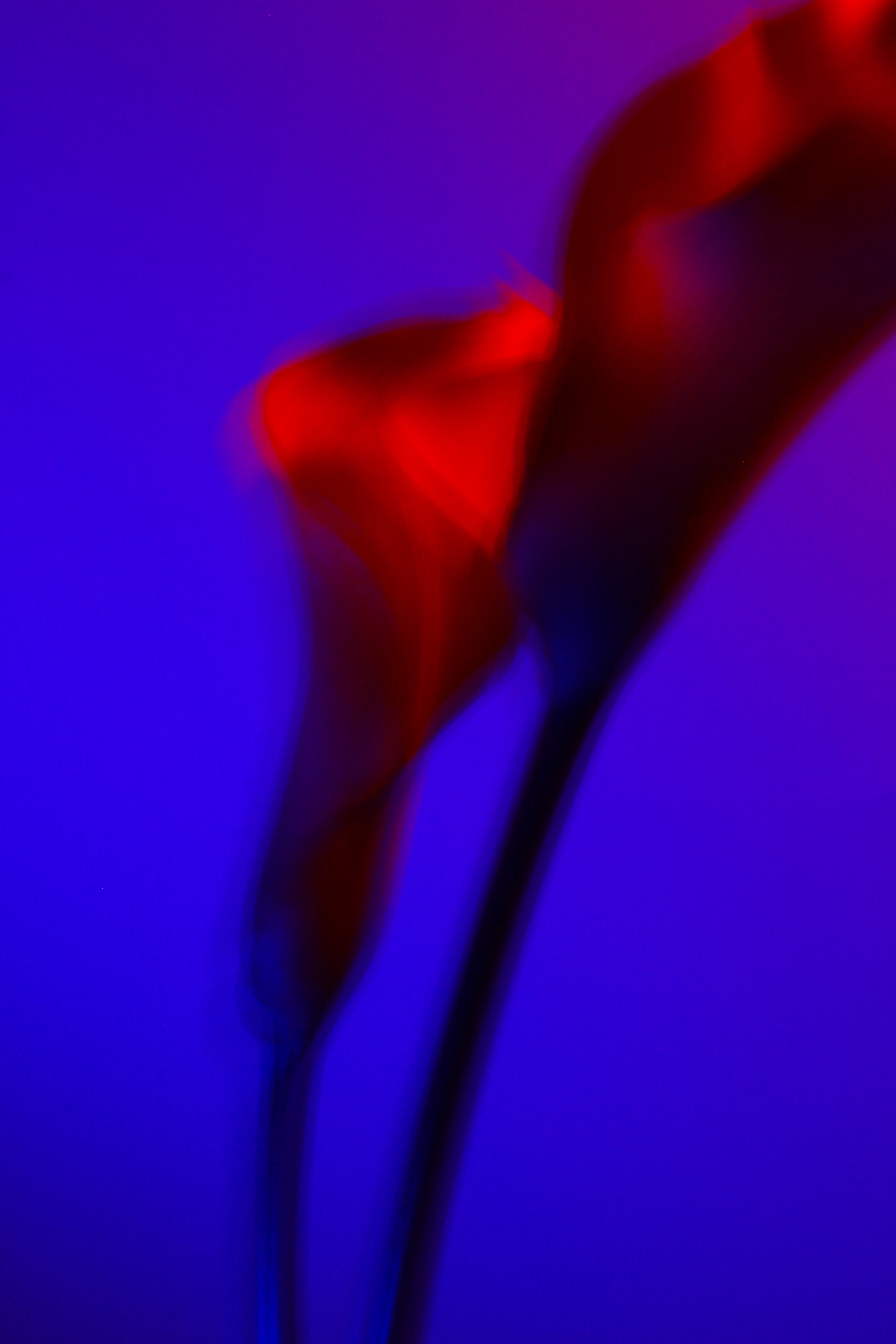 [nyctophilia ]