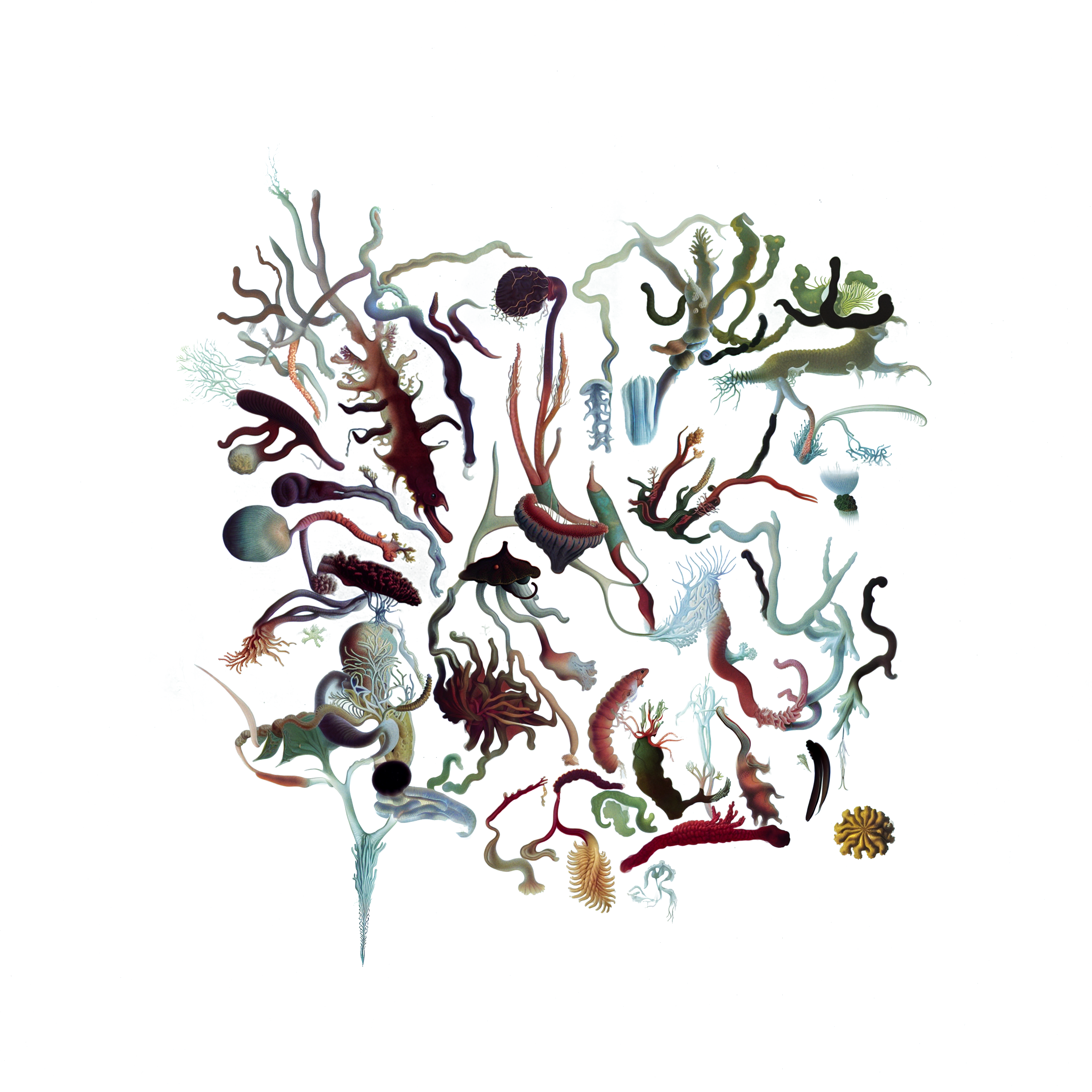 Intertidal Samples #18
