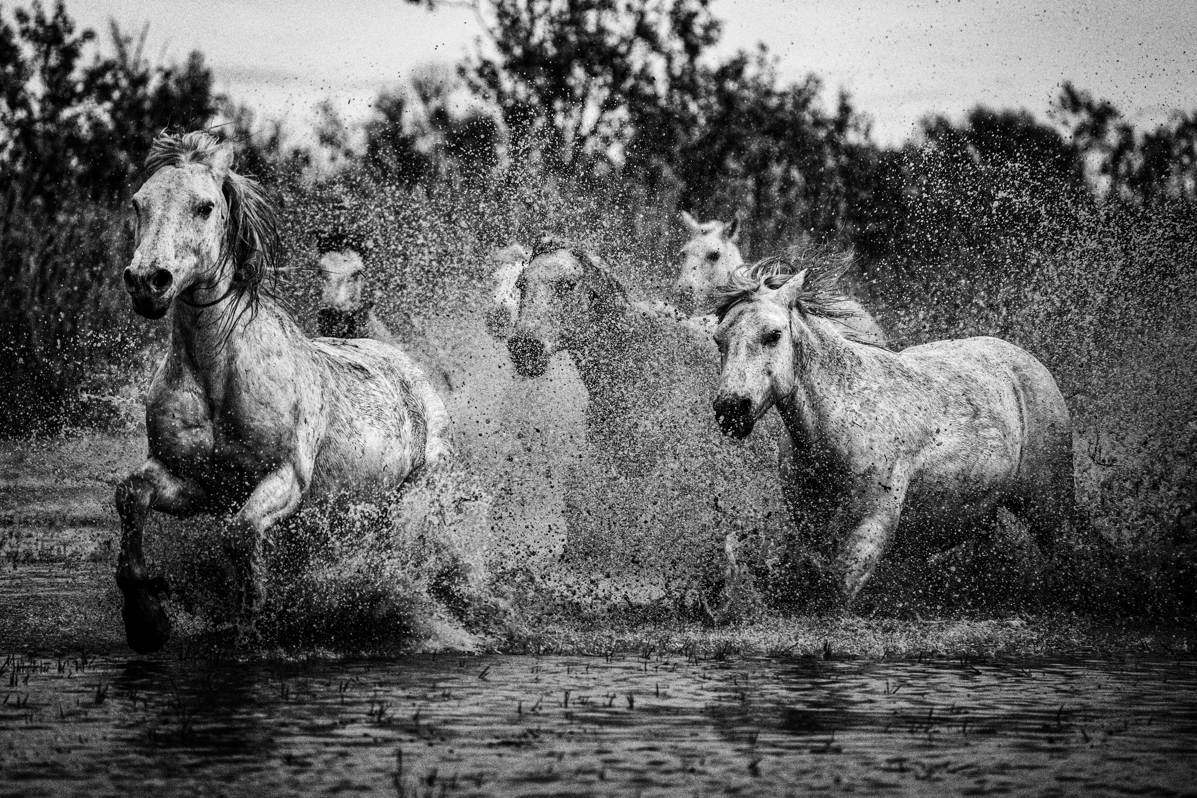 The Free-Spirited Gallop