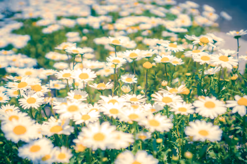 Dreamy days #39