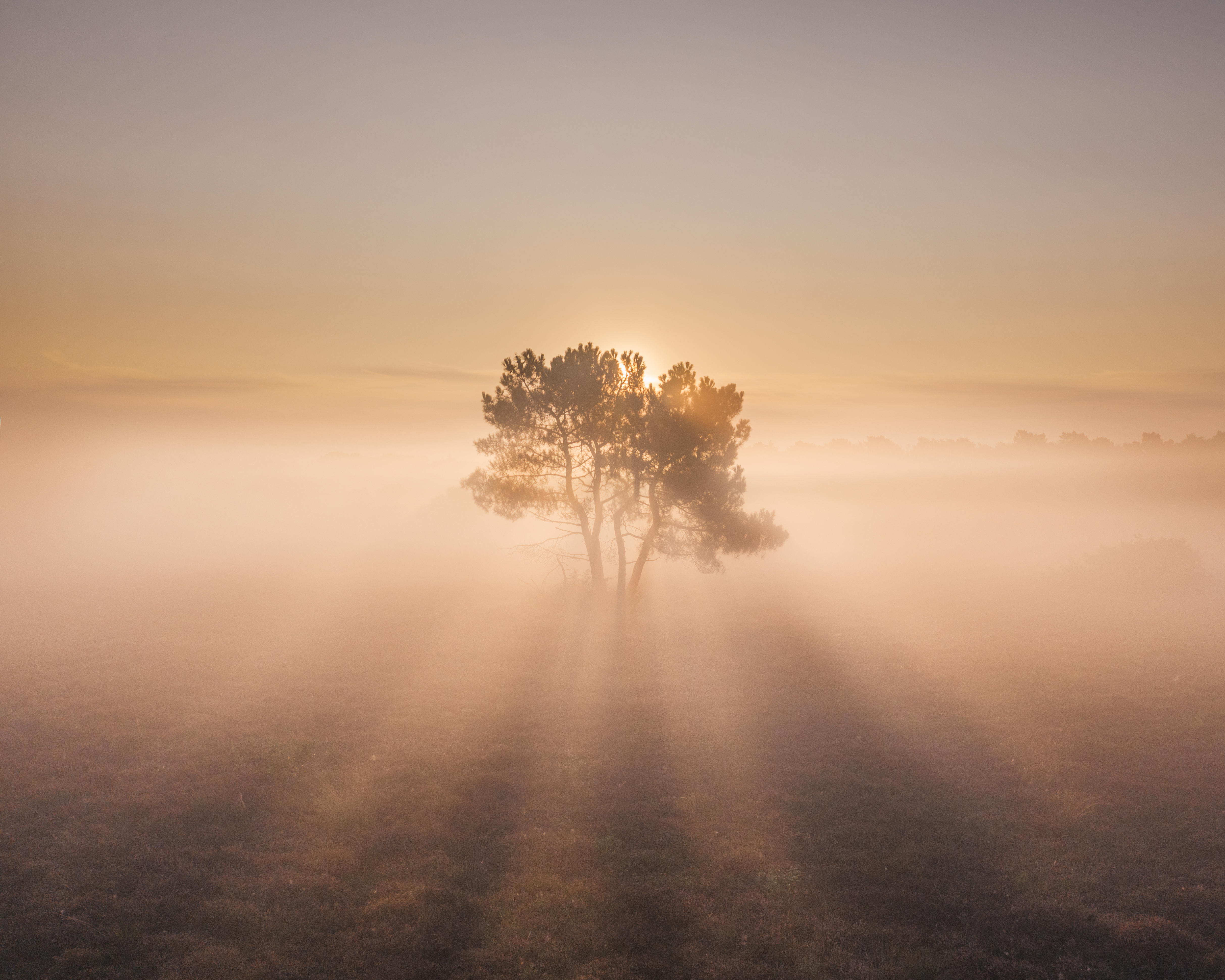 #15 Tree Shadow