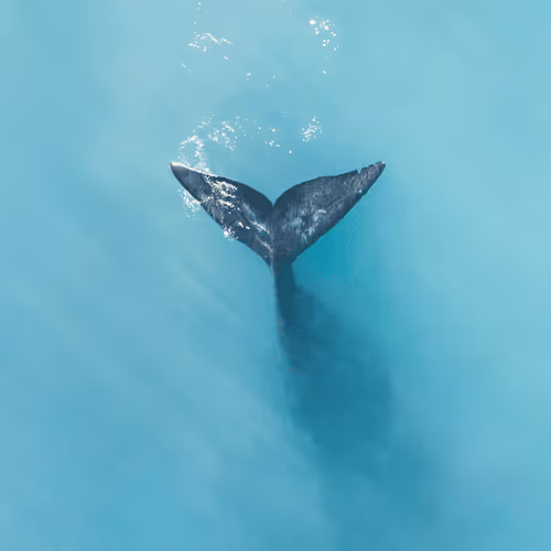 Into the Deep