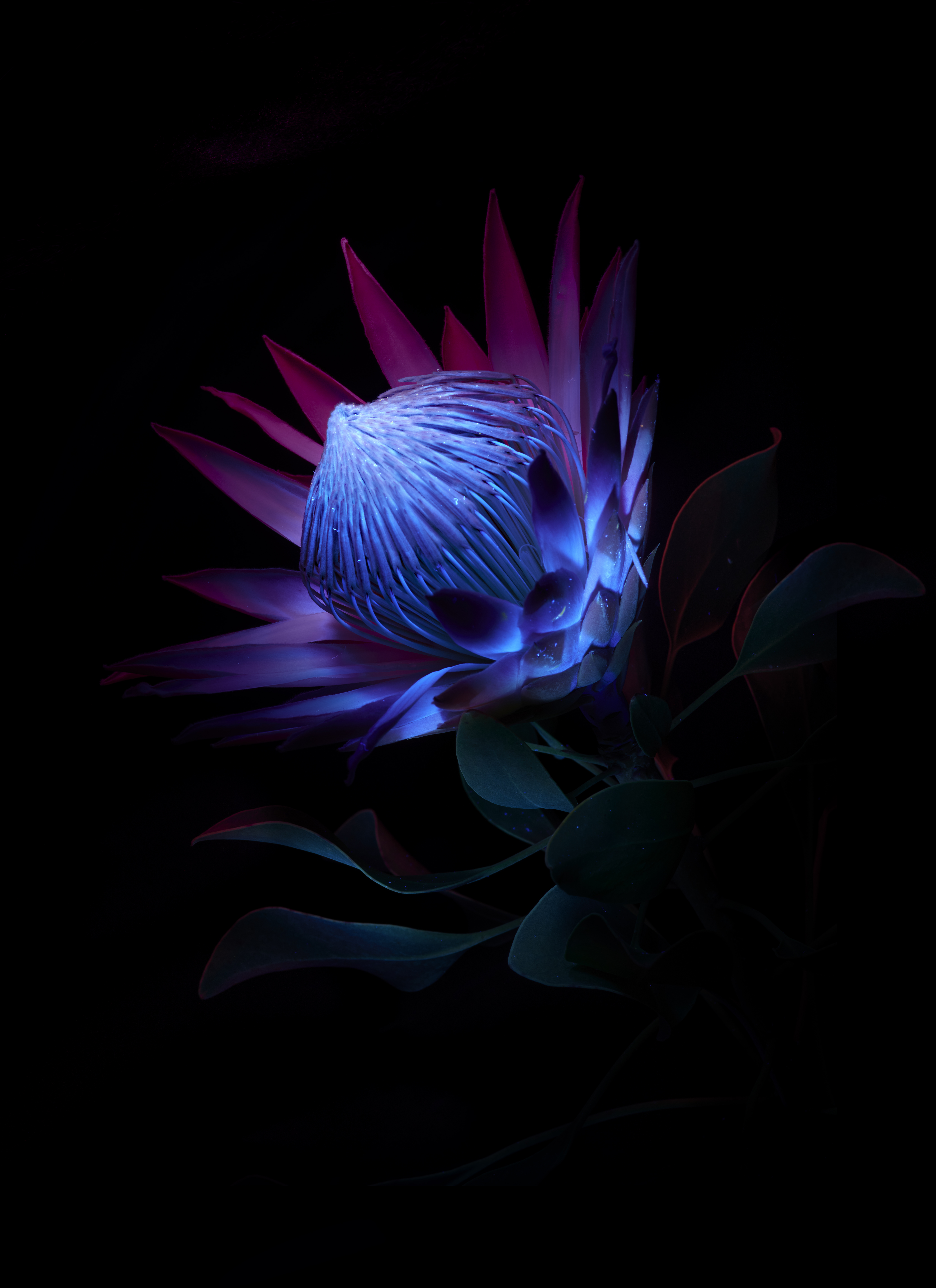 Resilience Signature Protea cynaroides 