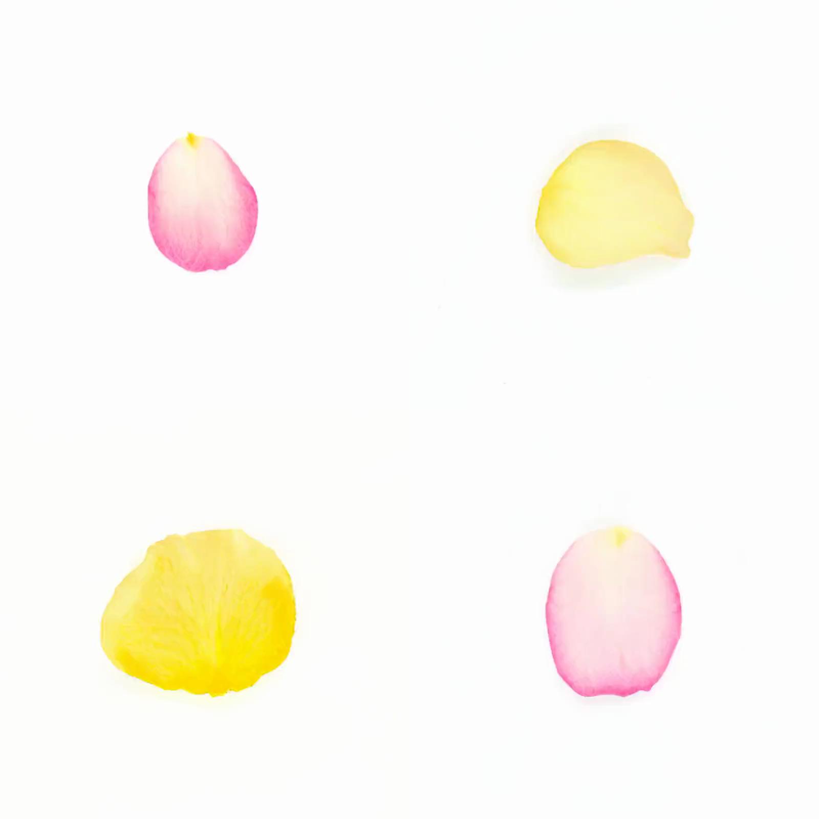 Infinite Petals 2x2#20251