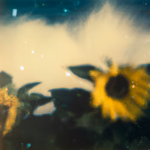 Tsunflower Chaos #42