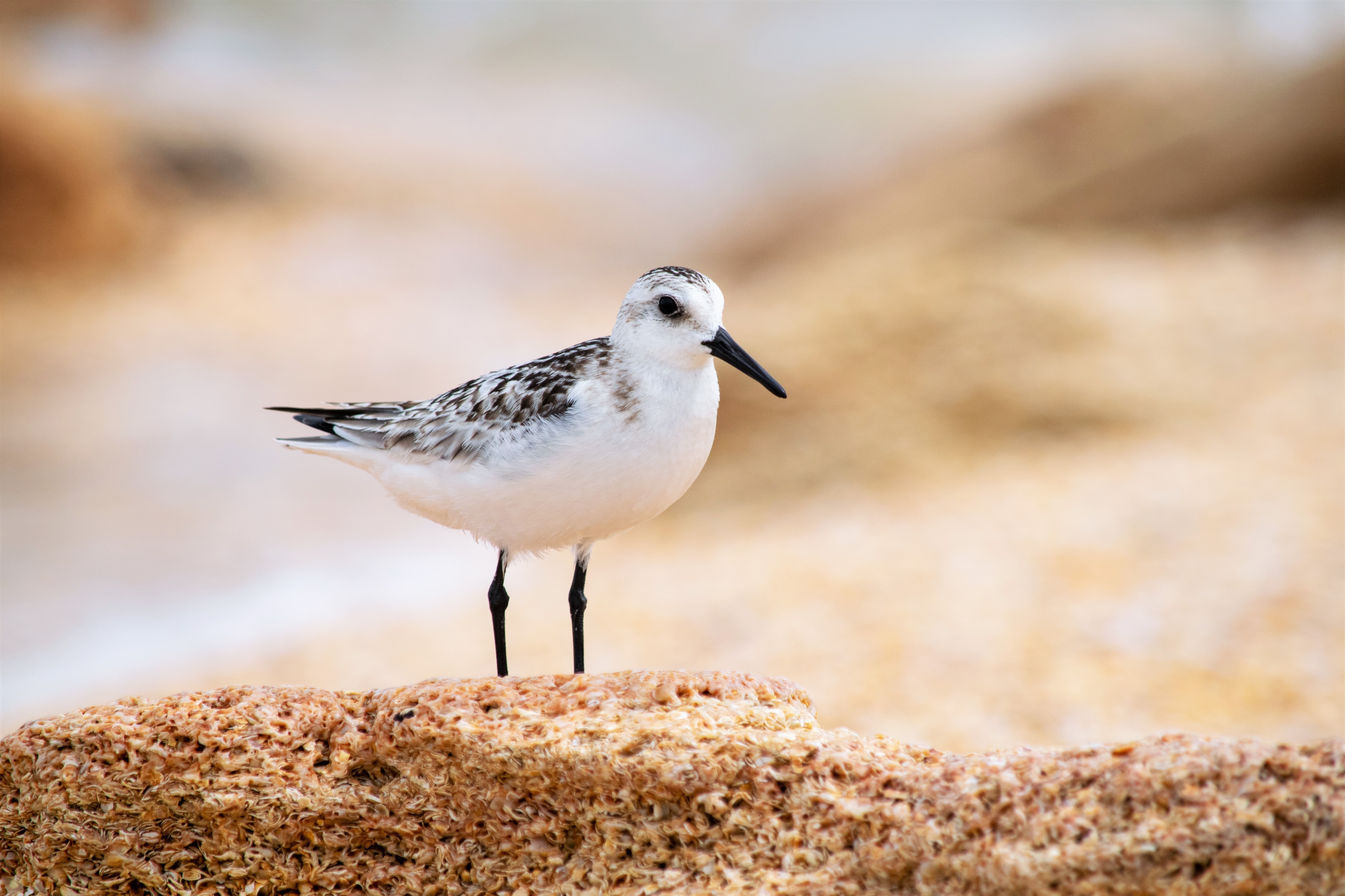 Sanderling on Coquina