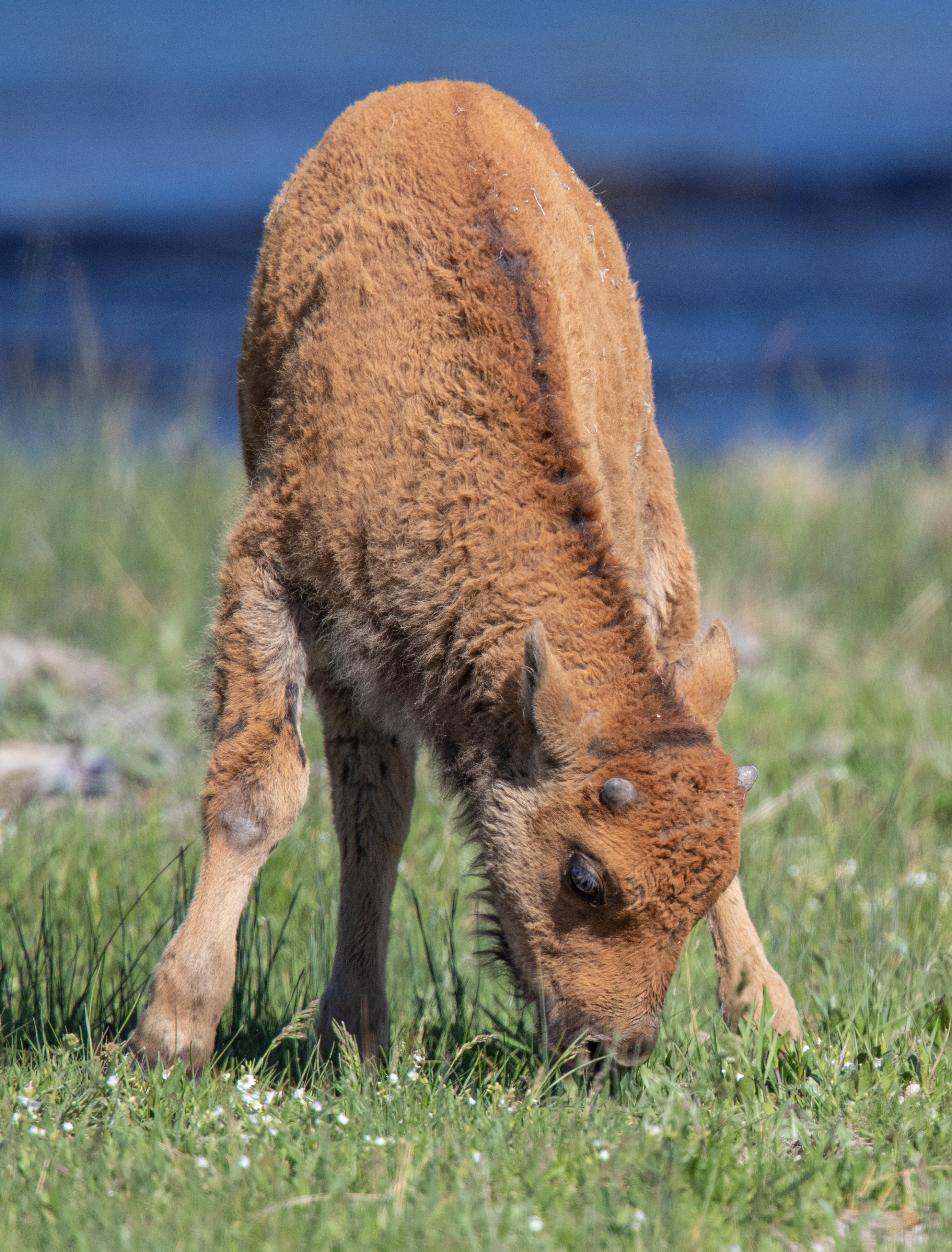 Balance #35 Bison 