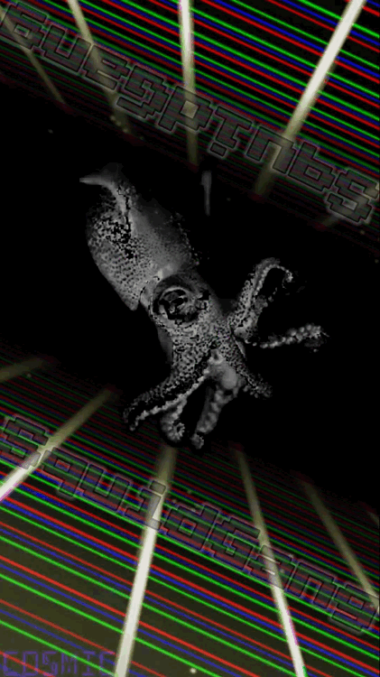 COSMIC #SquidGang