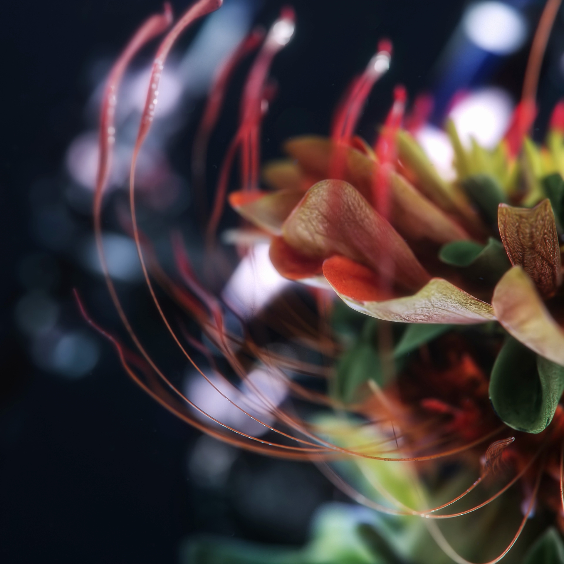 Symbiotic Cycle