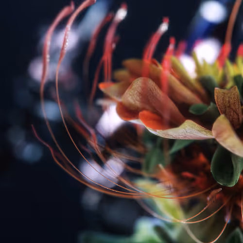Symbiotic Cycle
