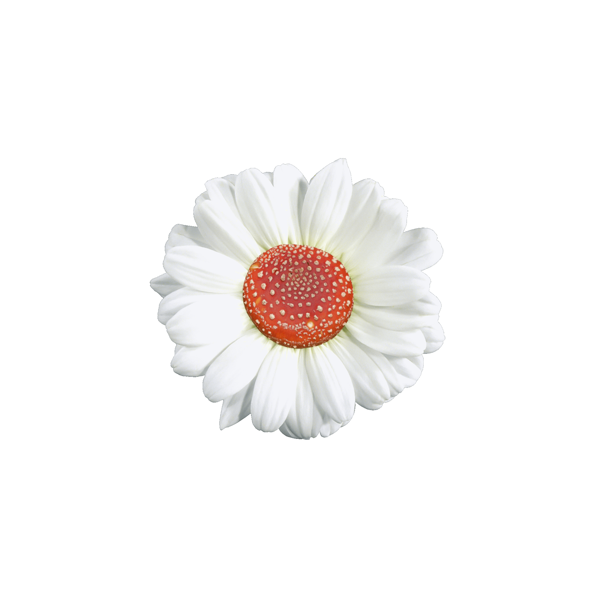 Mushroom Flower