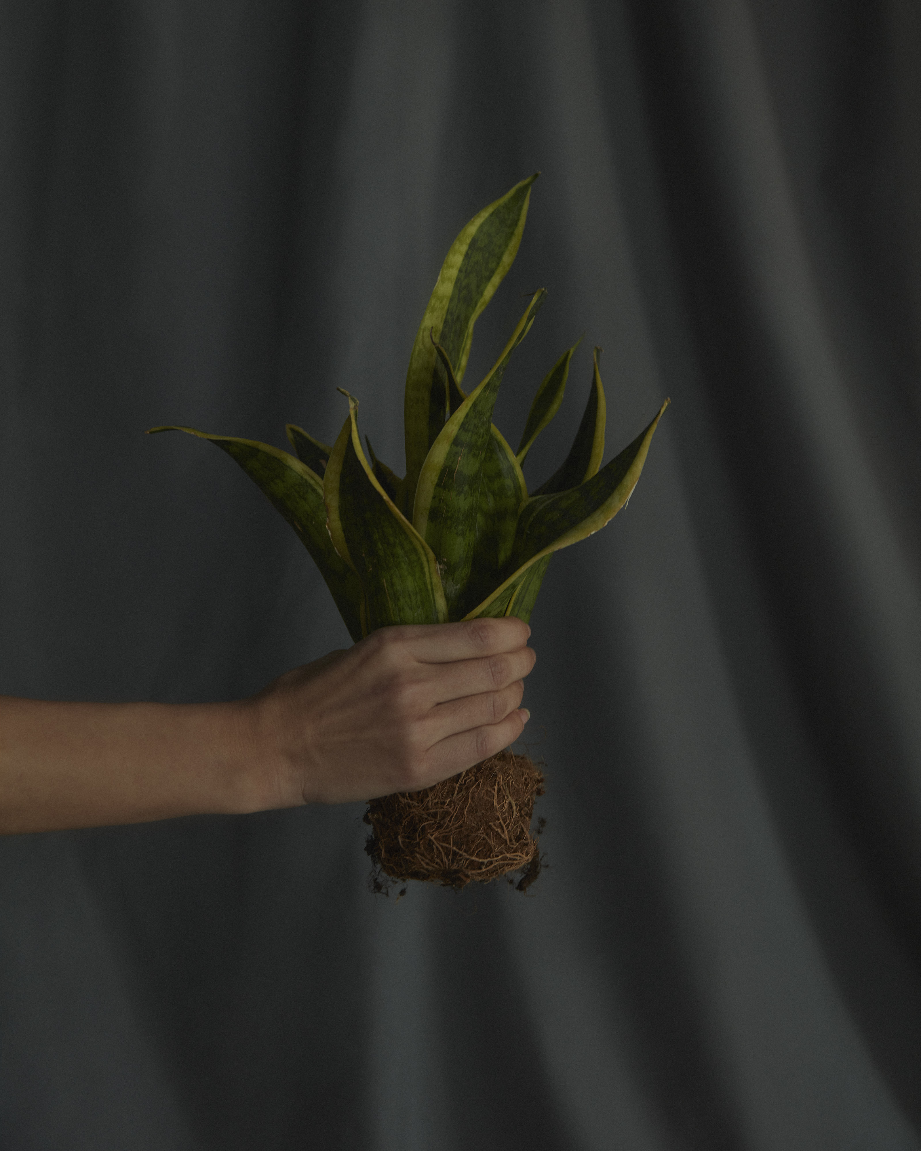 Raices