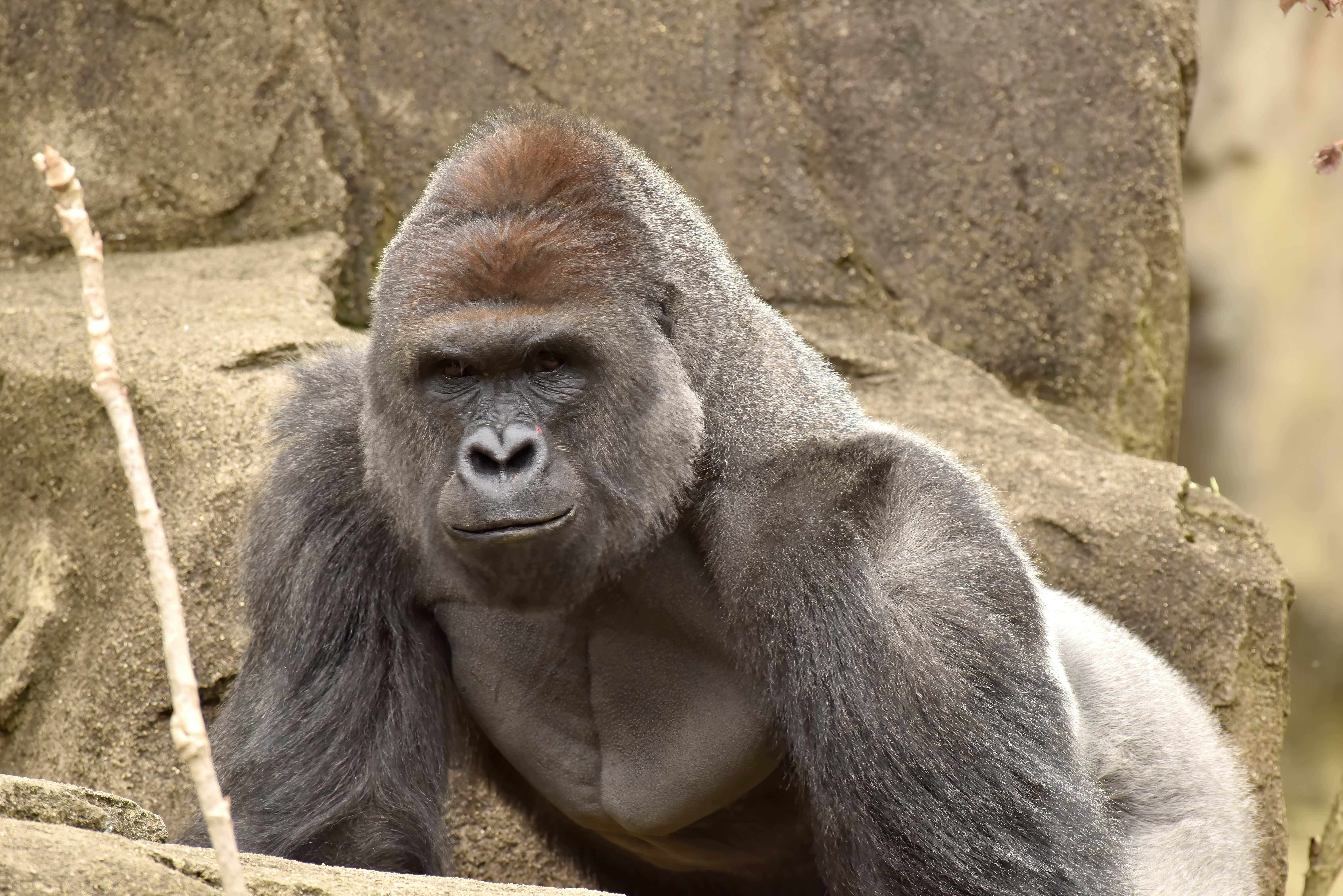 HARAMBE: LEGENDS #211