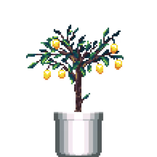 Lemon Tree in Large White pot