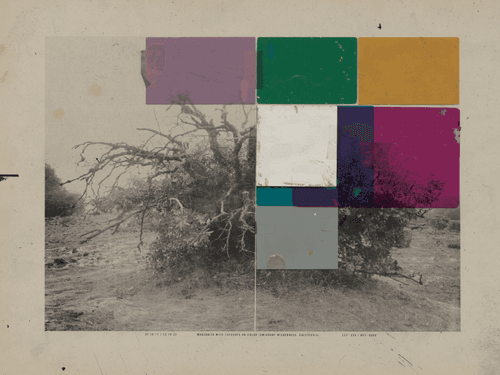 Manzanita With Thoughts On Color #17