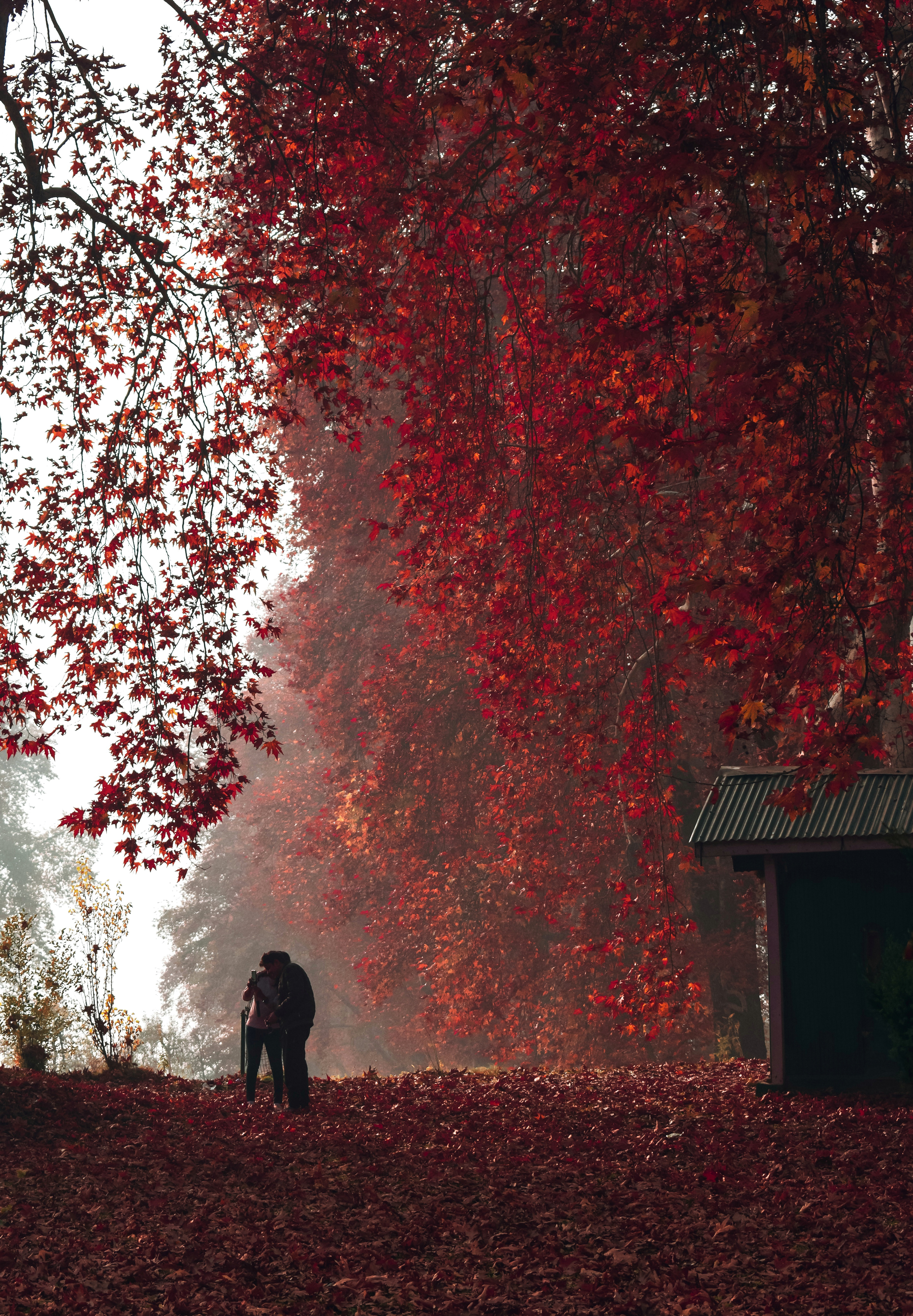 Fall in nirvana
