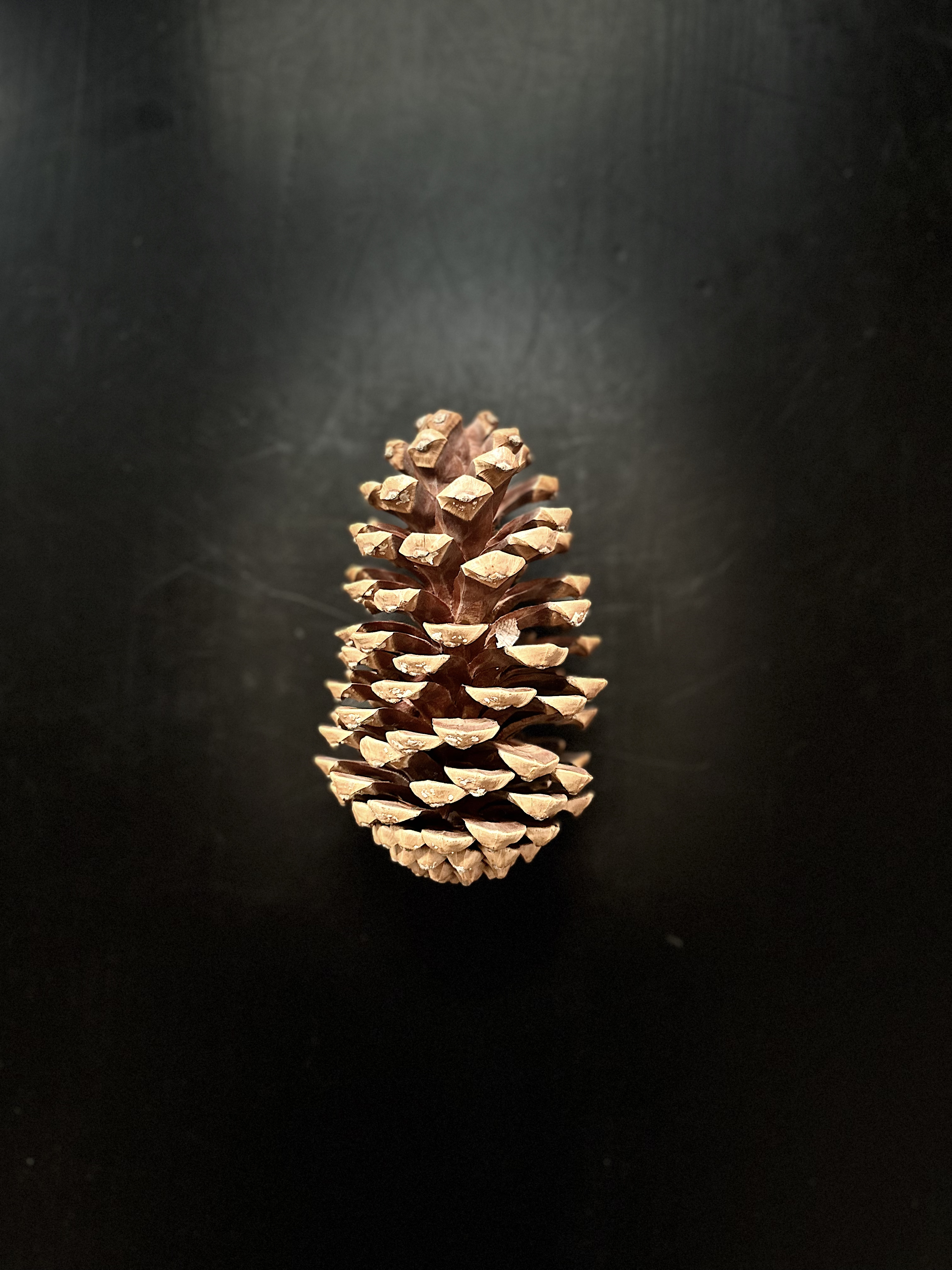 pinecone 21