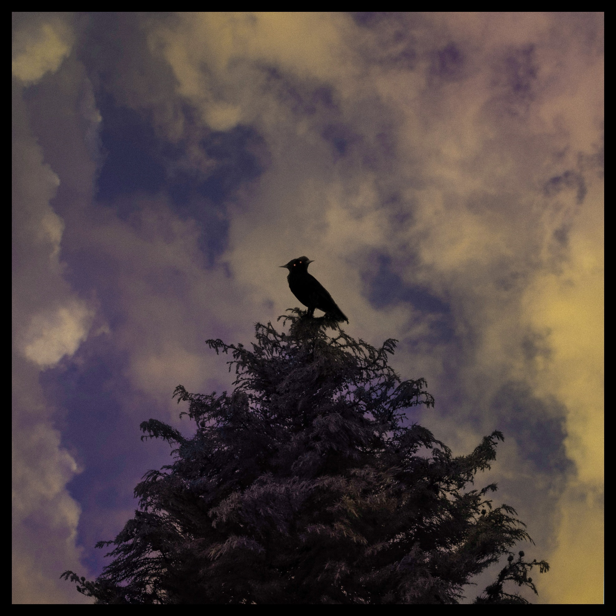 Papa's Blackbird 