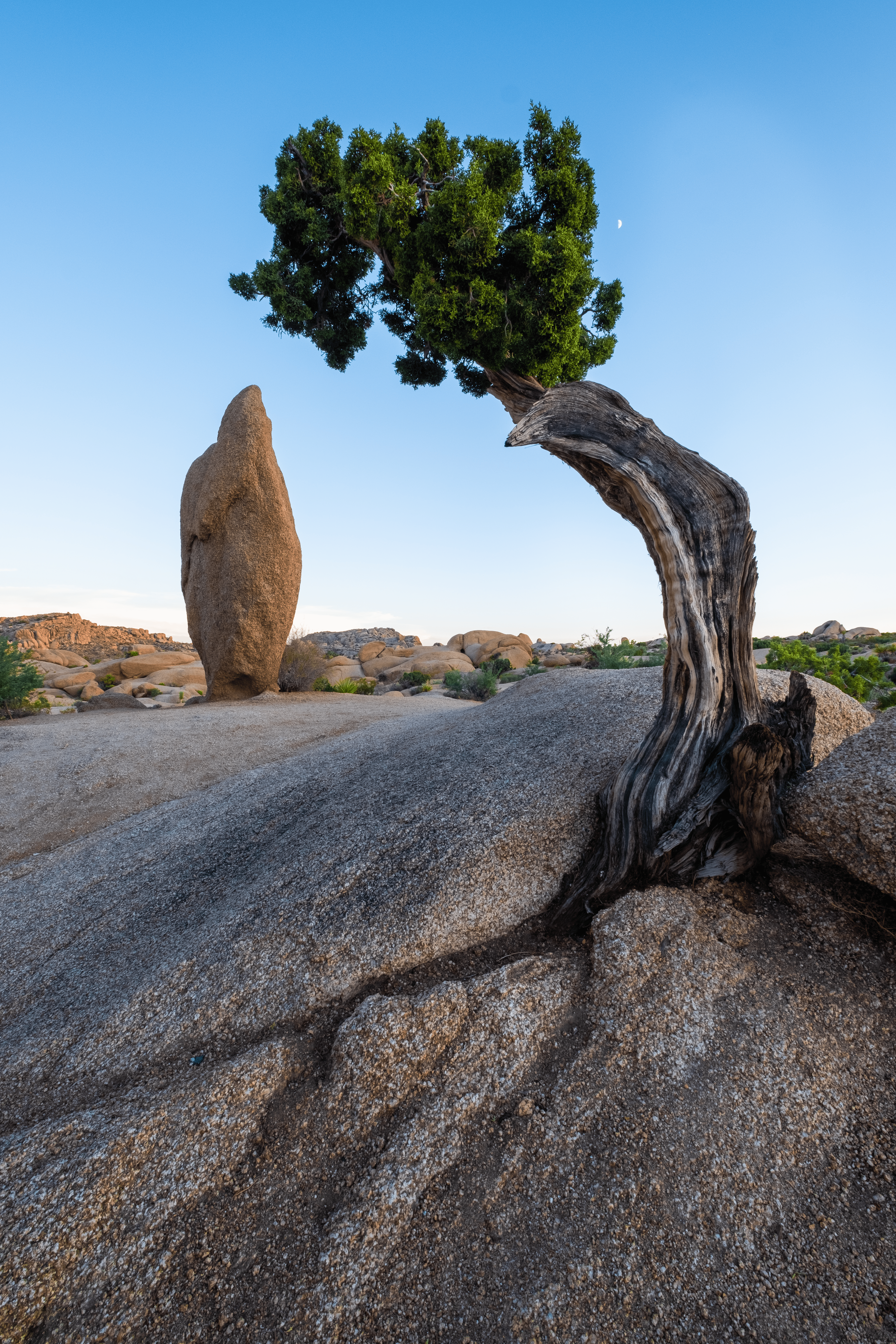 Ancient Roots