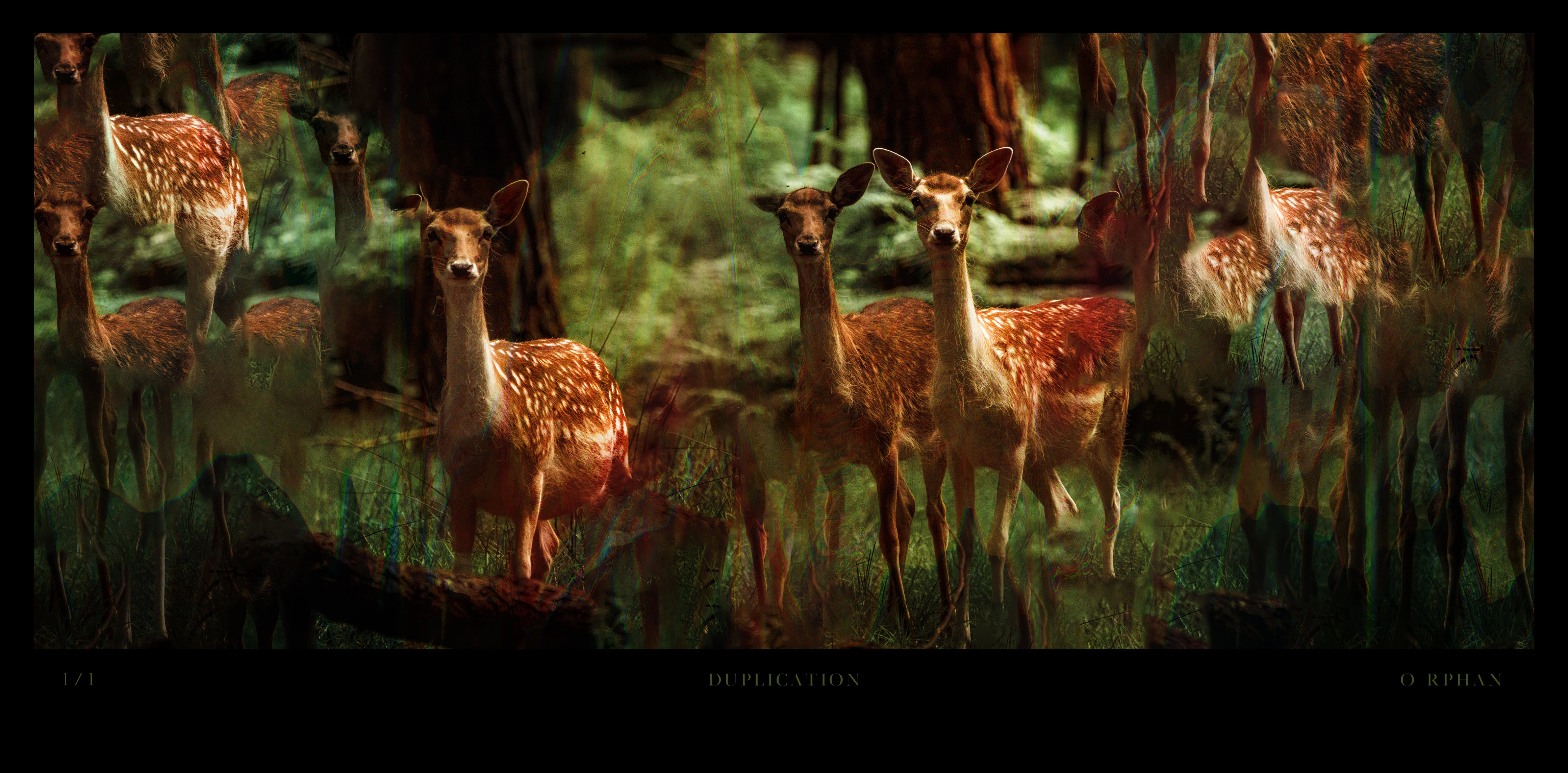 Duplication