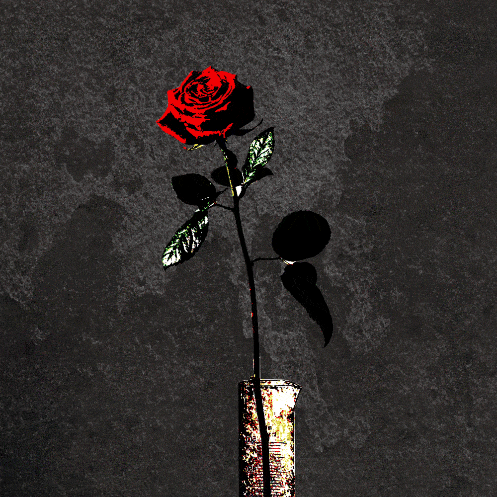 We Can't Do It Without the Rose