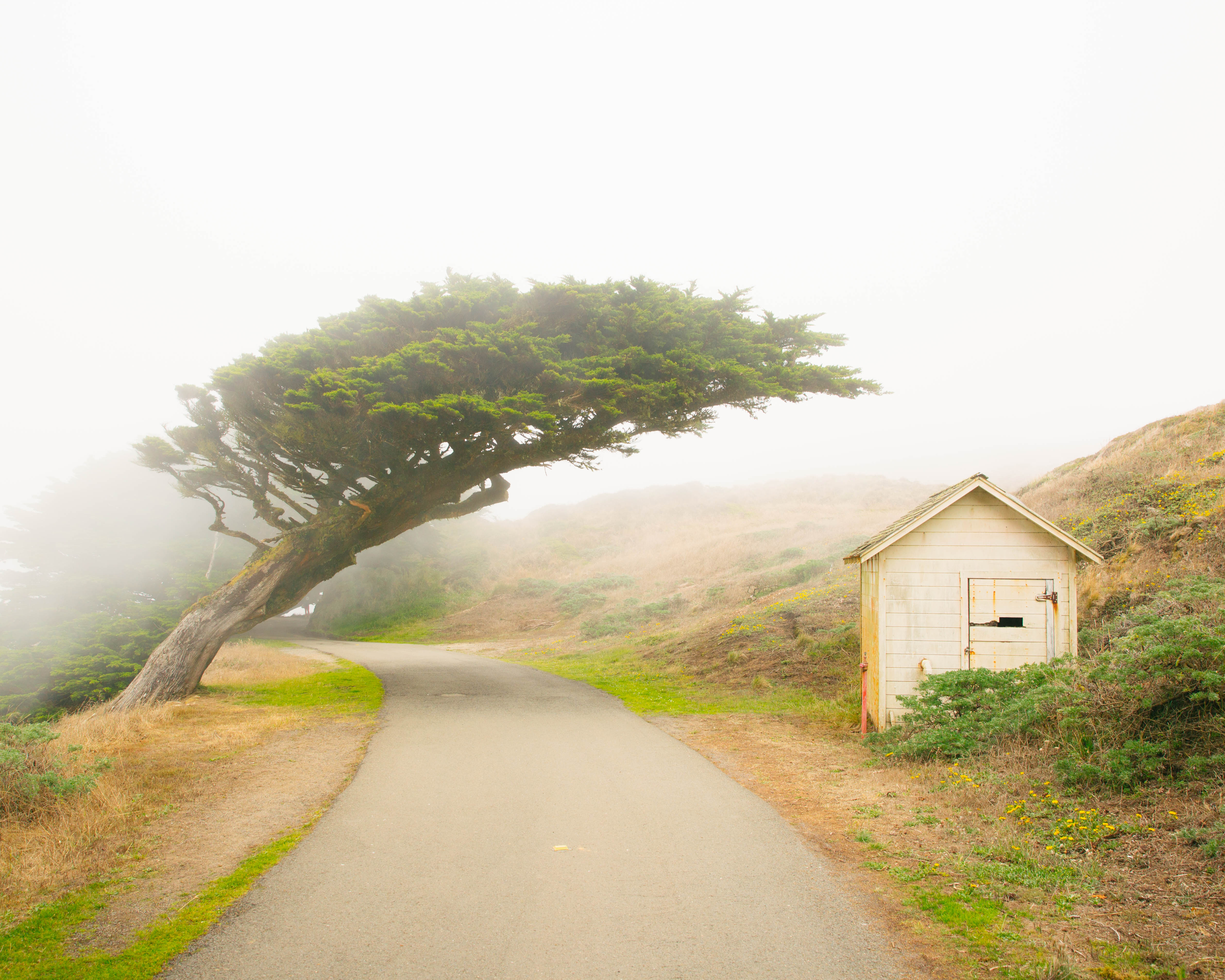 Leaning Tree 