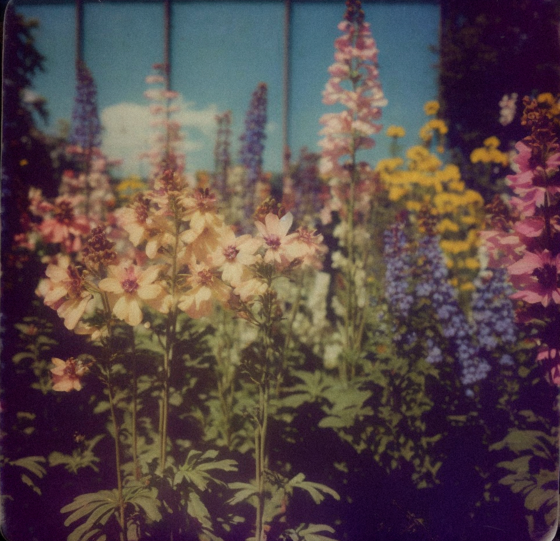 Delphinium, Autochrome, 1928