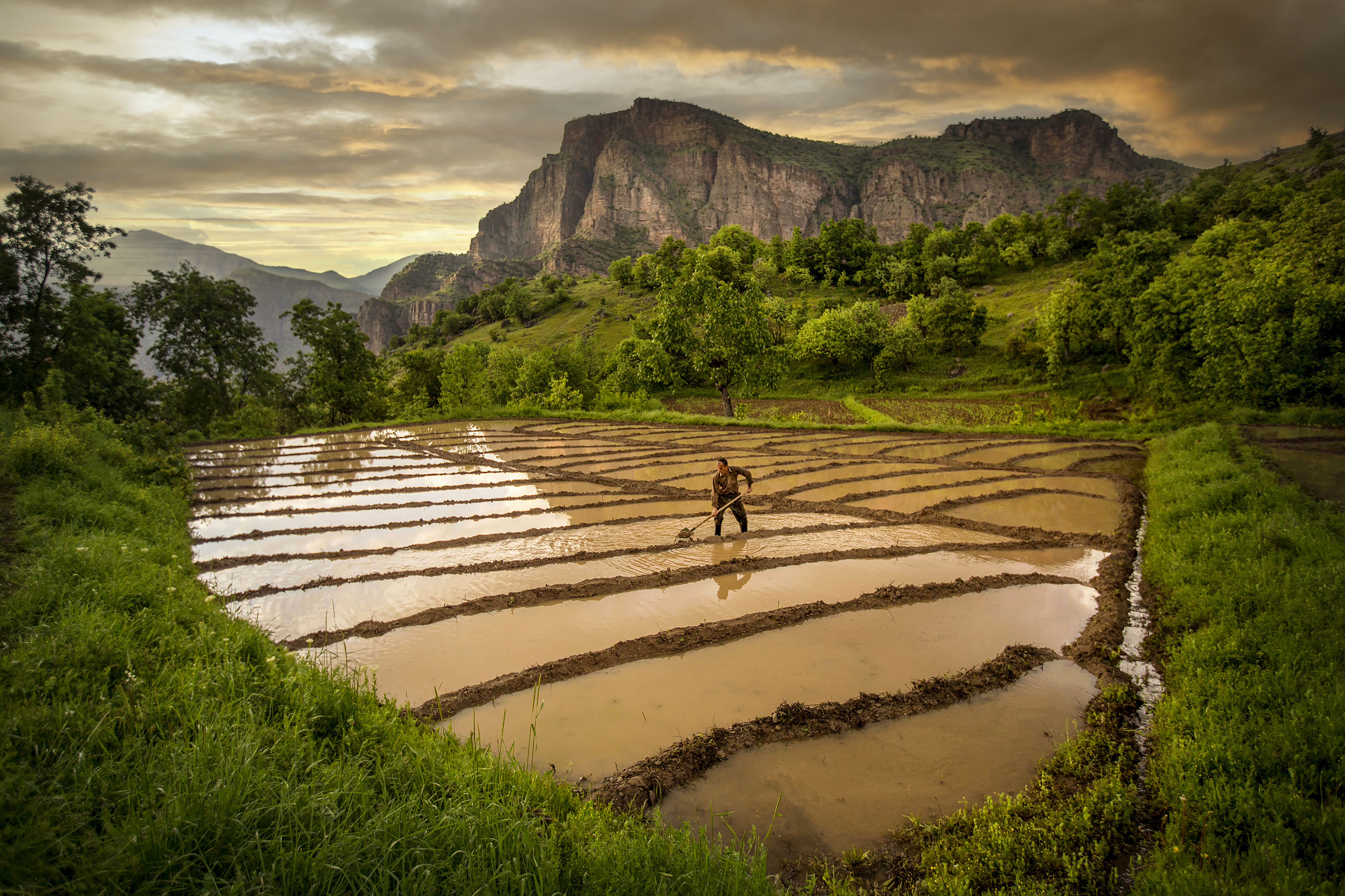 Rice field