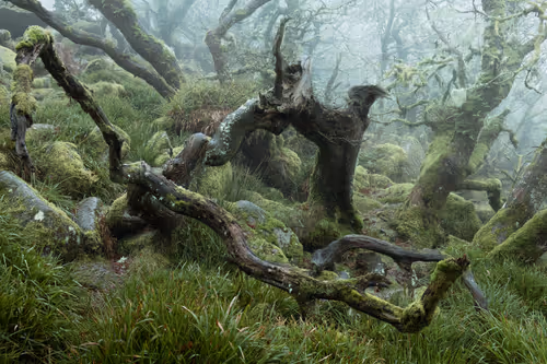 MYSTICAL LXVII (THE FALLEN)
