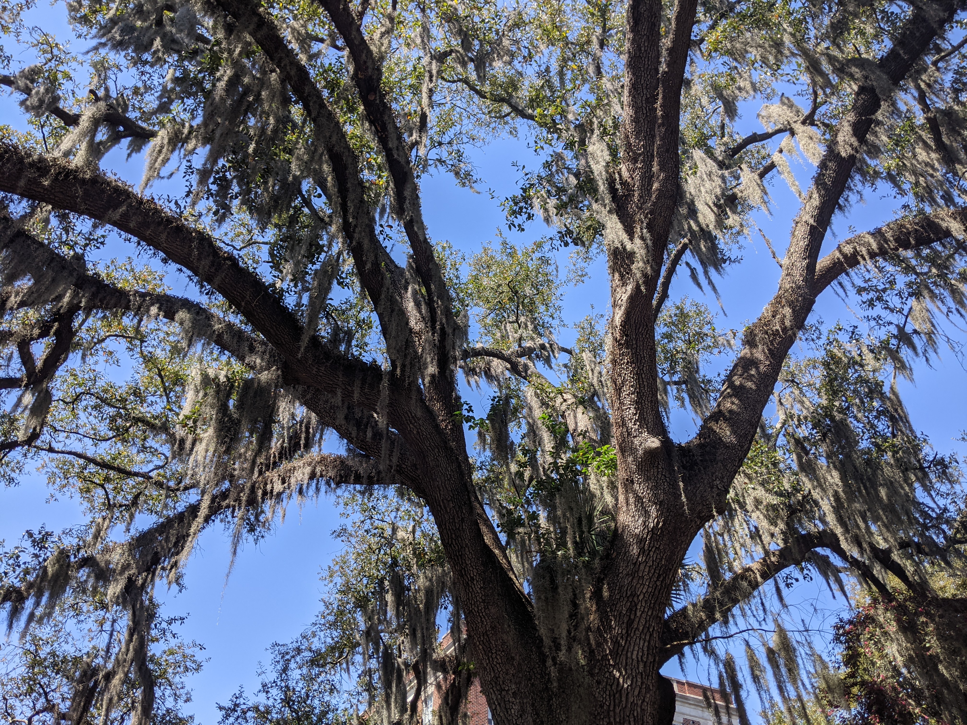 Savannah Southern Live Oak with Spanish Moss
