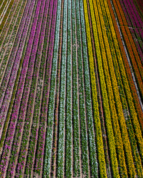 Rainbow Fields