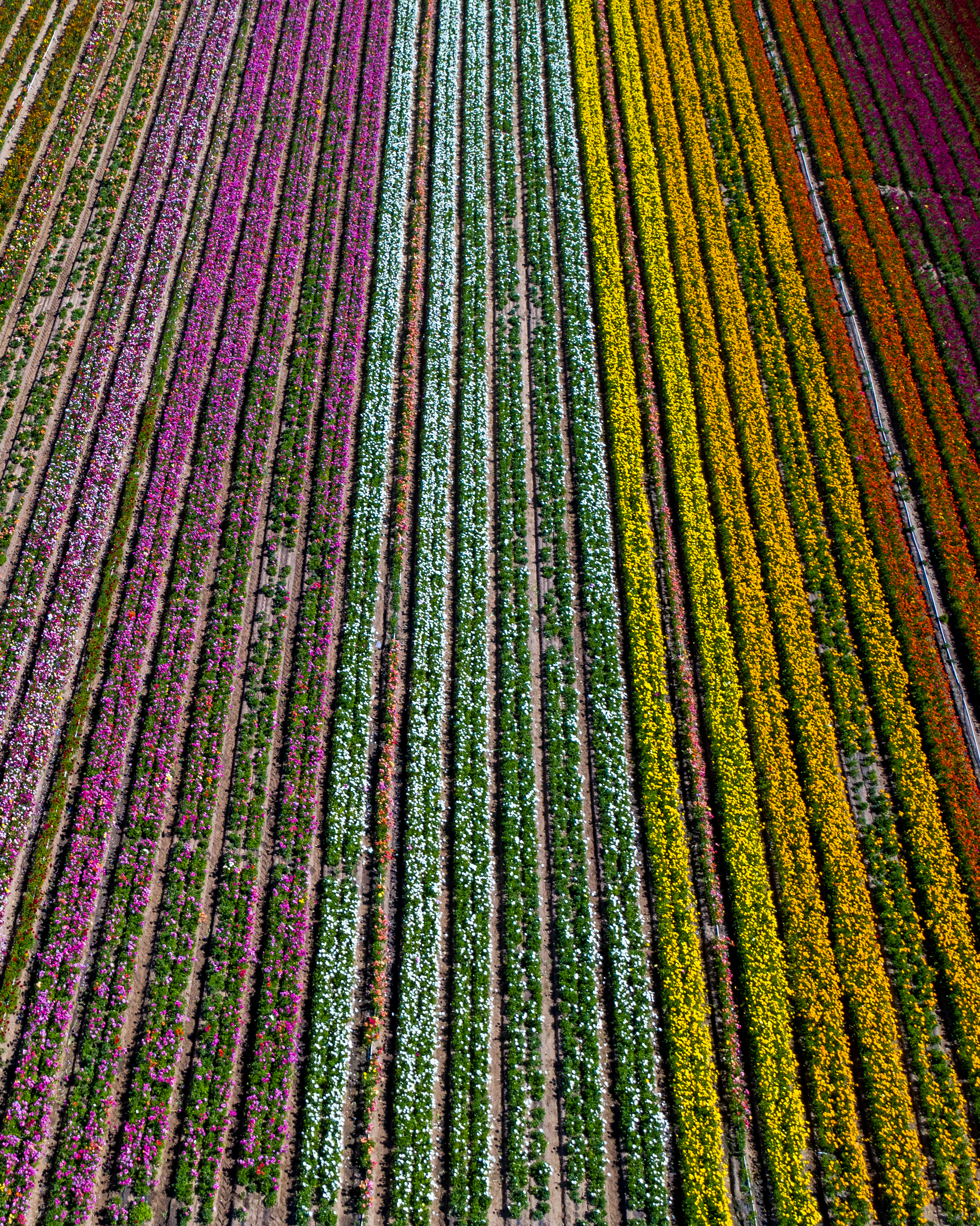 Rainbow Fields
