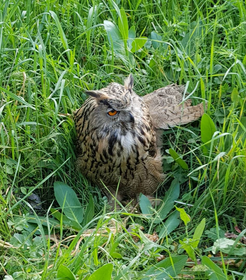 Beautiful owl