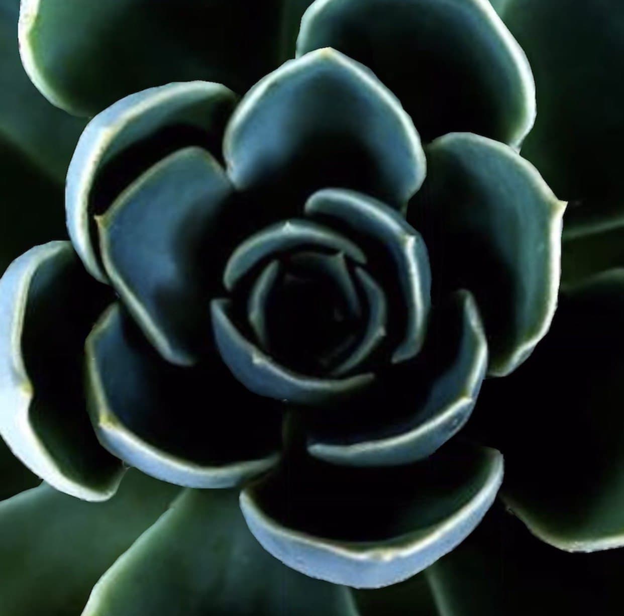 Sensational Spirals 001