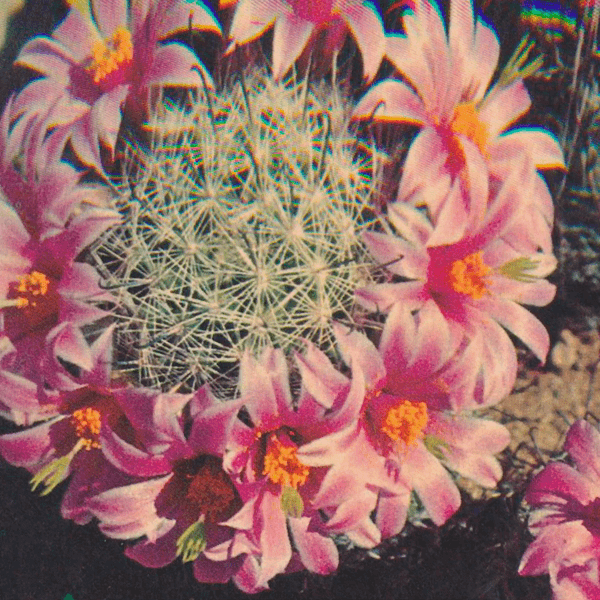 fishhook cactus