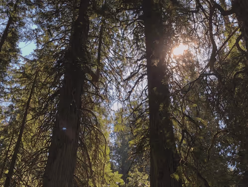 green - shine through