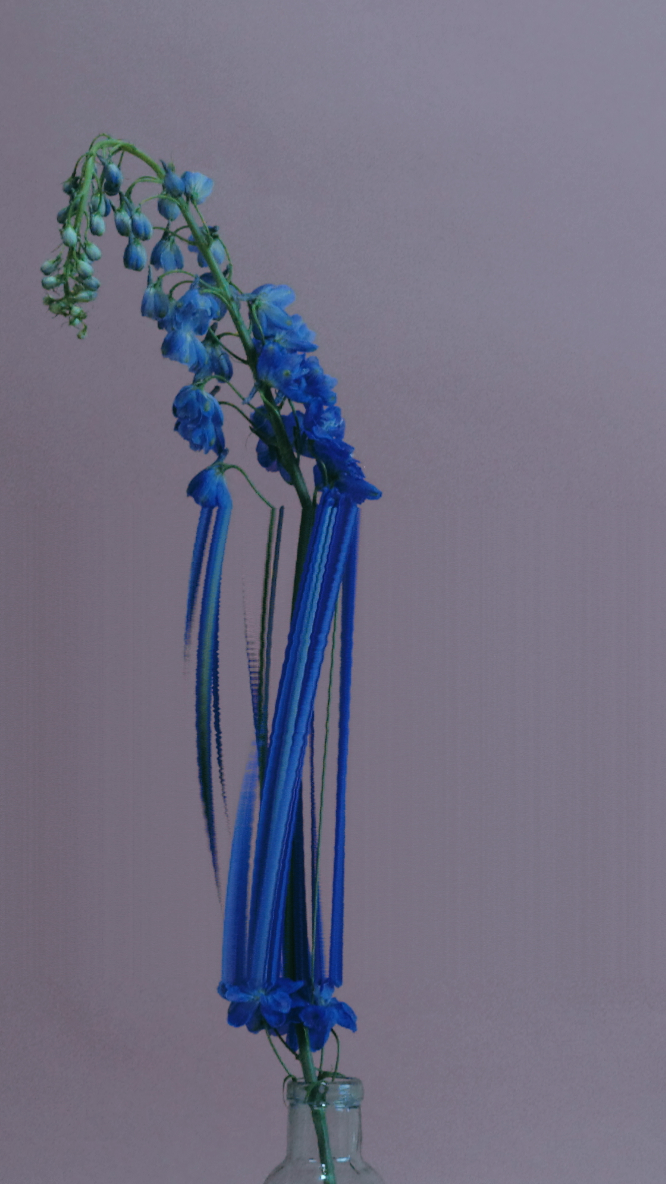 Delphinium, still no. 1