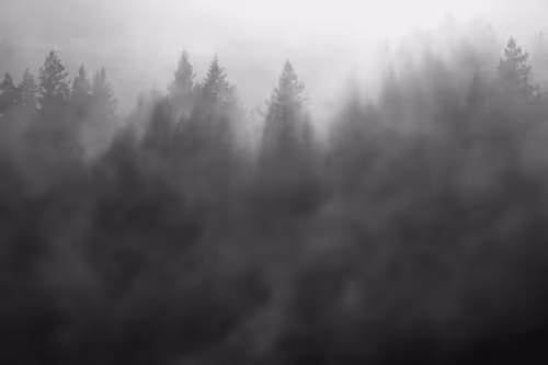 #3 Deep Roots by Shayne Skower