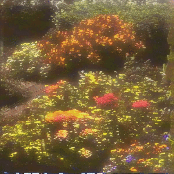no one told the flowers to stop